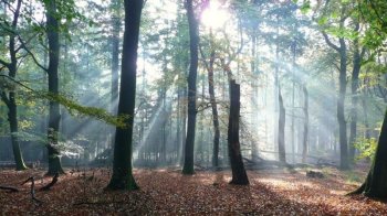 Sun shining through a Fall forest
