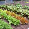 Pictures of the beautiful gardens on the Riverwood Property
